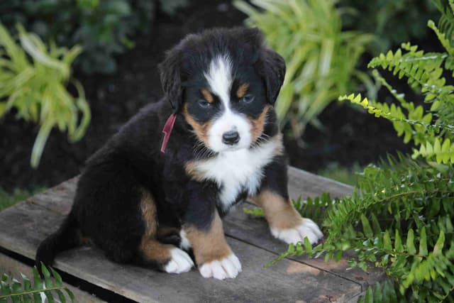 Bernese Mountain Dog Puppies media 14