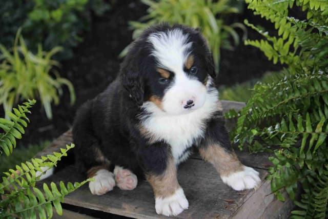 Bernese Mountain Dog Puppies media 15