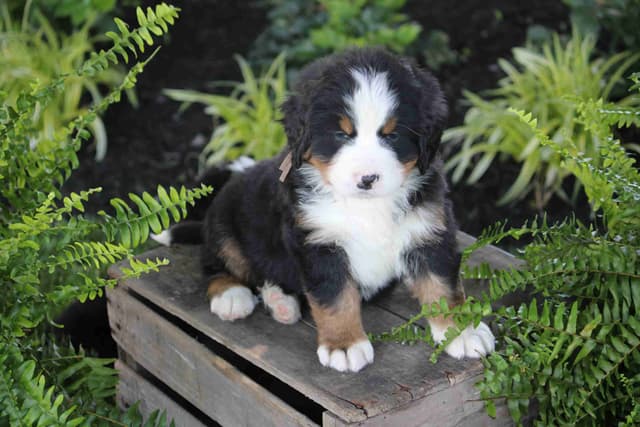 Bernese Mountain Dog Puppies media 16