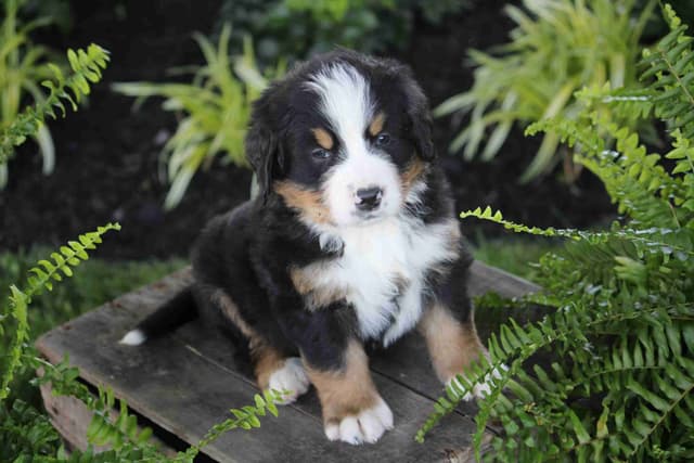 Bernese Mountain Dog Puppies media 17