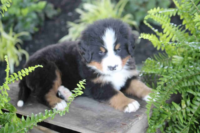 Bernese Mountain Dog Puppies media 18
