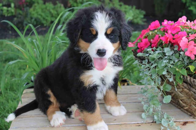 Bernese Mountain Dog Puppies media 2