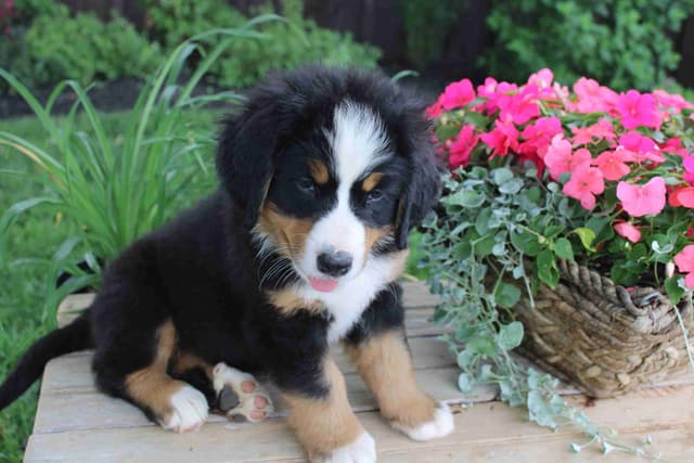 Bernese Mountain Dog Puppies media 3