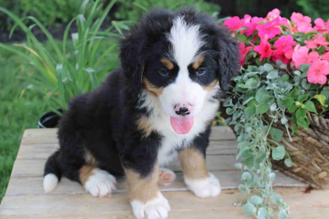Bernese Mountain Dog Puppies media 4