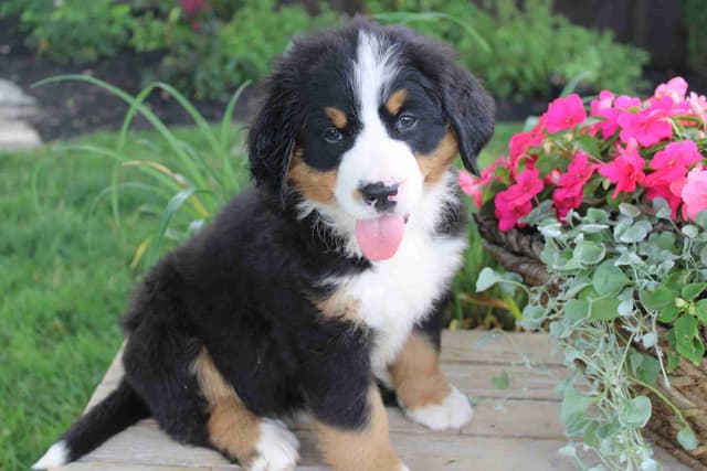Bernese Mountain Dog Puppies media 5