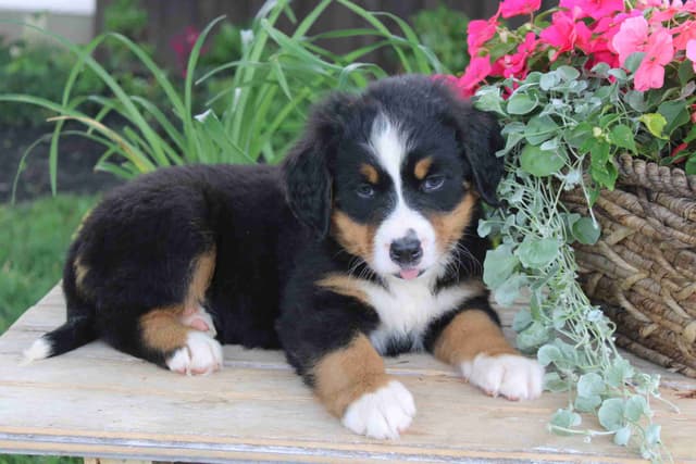 Bernese Mountain Dog Puppies media 6