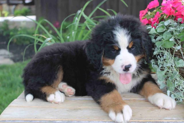 Bernese Mountain Dog Puppies media 9