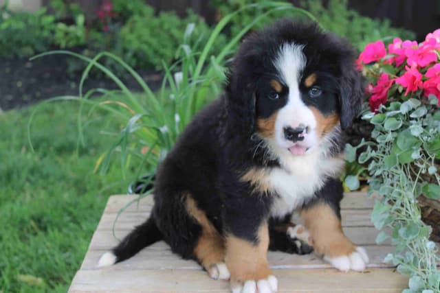 Bernese Mountain Dog Puppies media 8