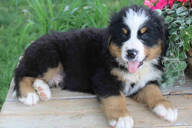 Bernese Mountain Dog Puppies media 7