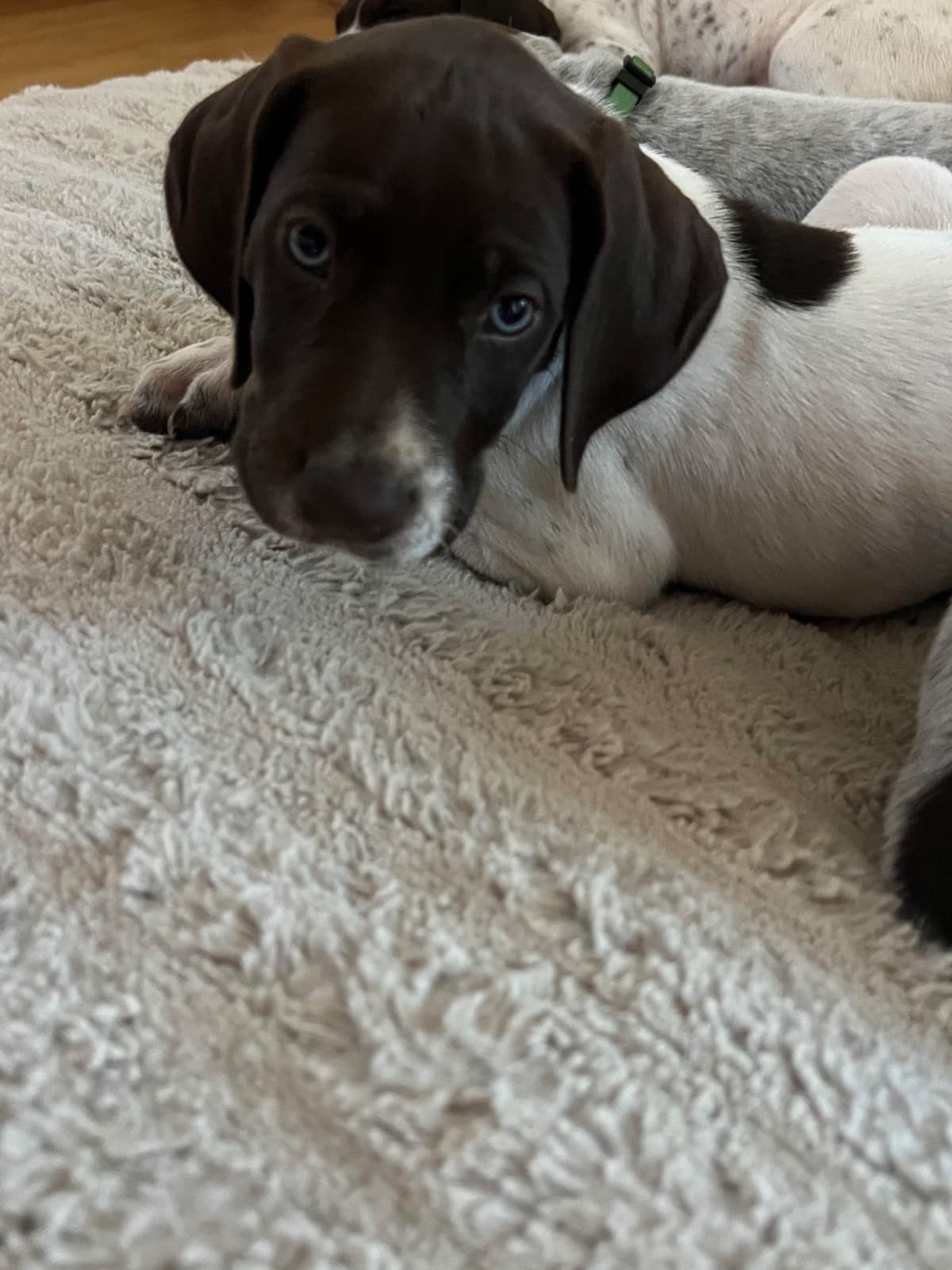 German Shorthaired Pointer Puppies breeder image 3
