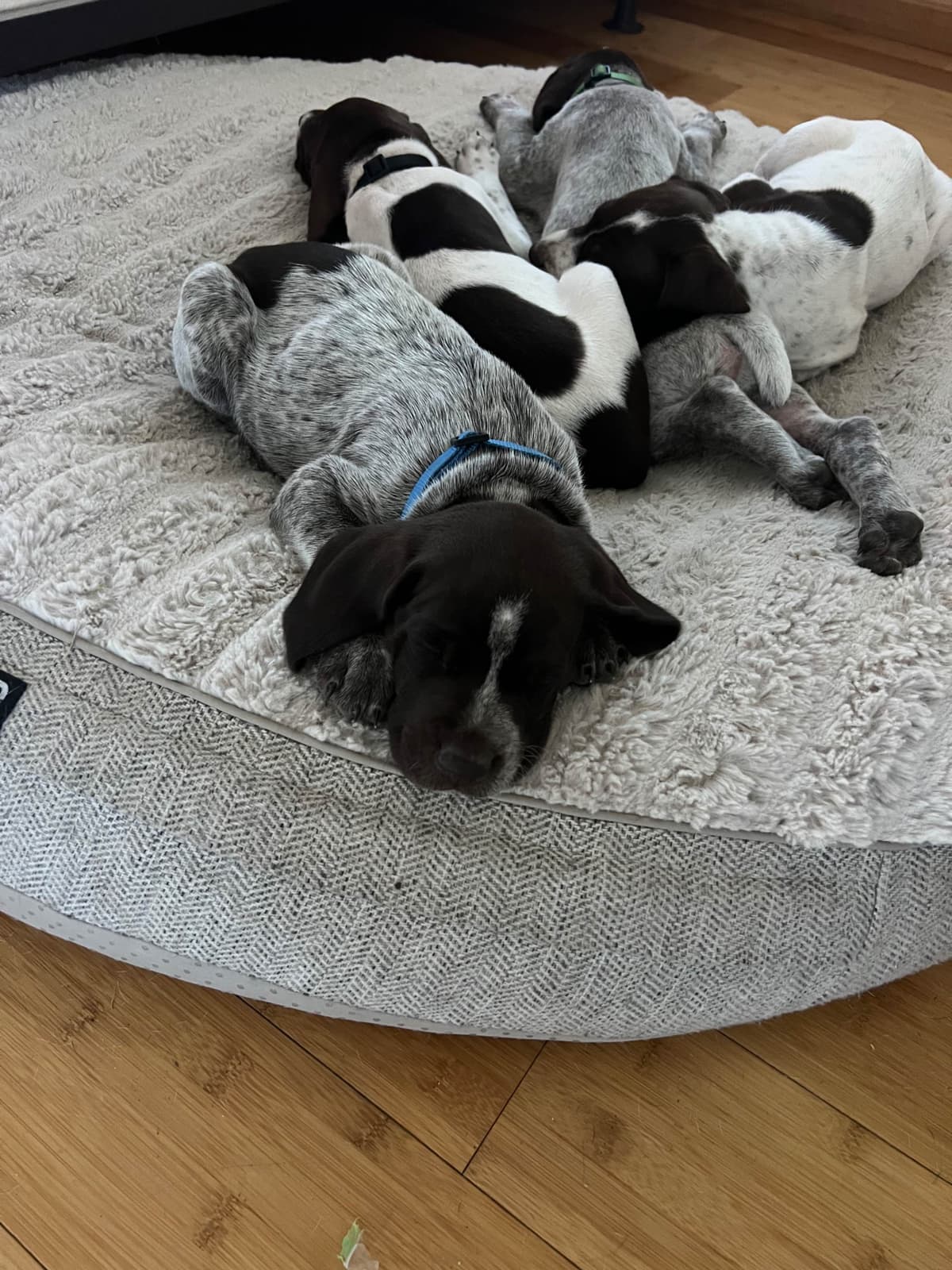 German Shorthaired Pointer Puppies breeder image 2