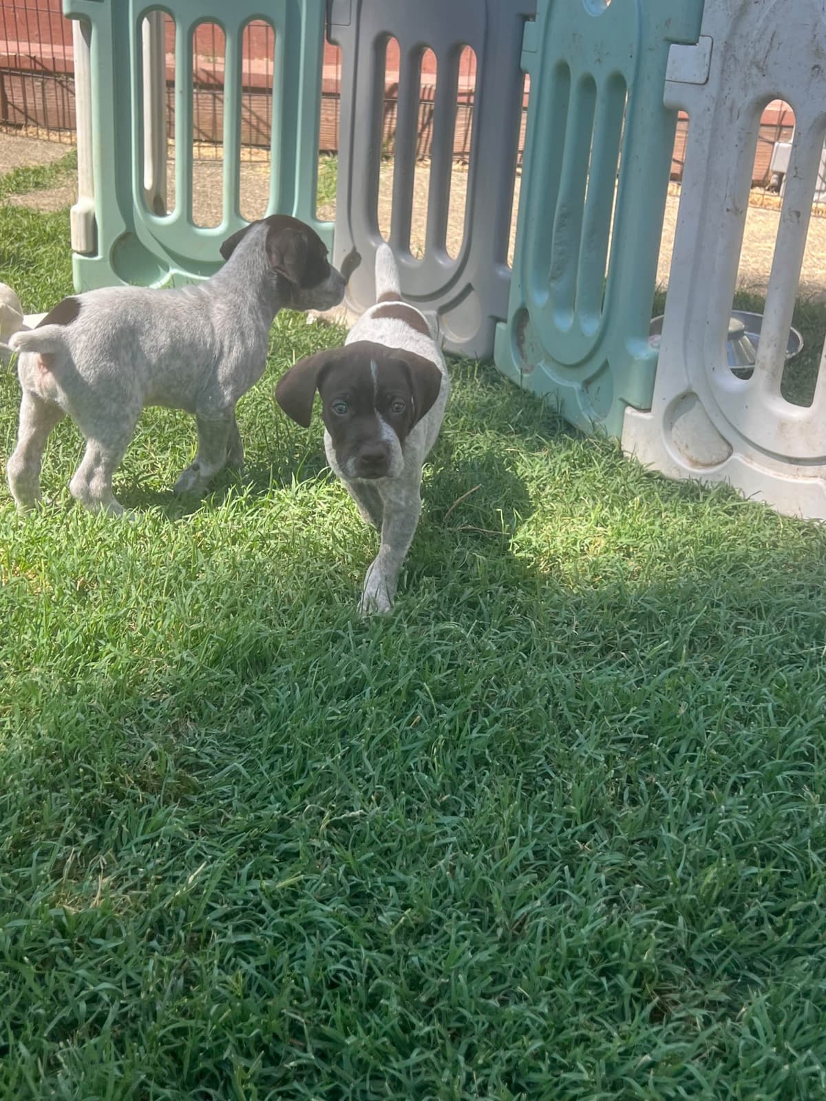 German Shorthaired Pointer Puppies breeder image 6