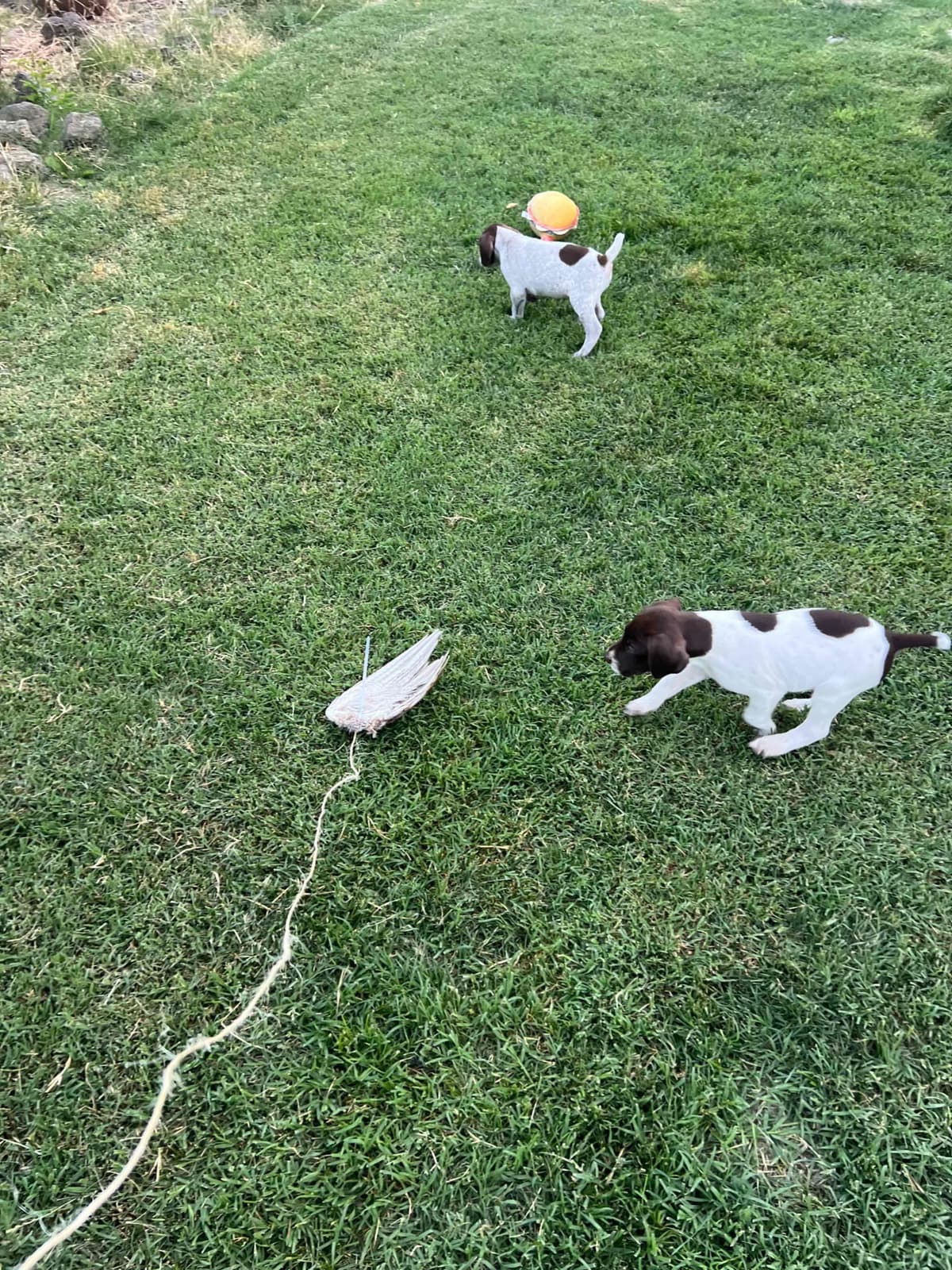 German Shorthaired Pointer Puppies breeder image 10