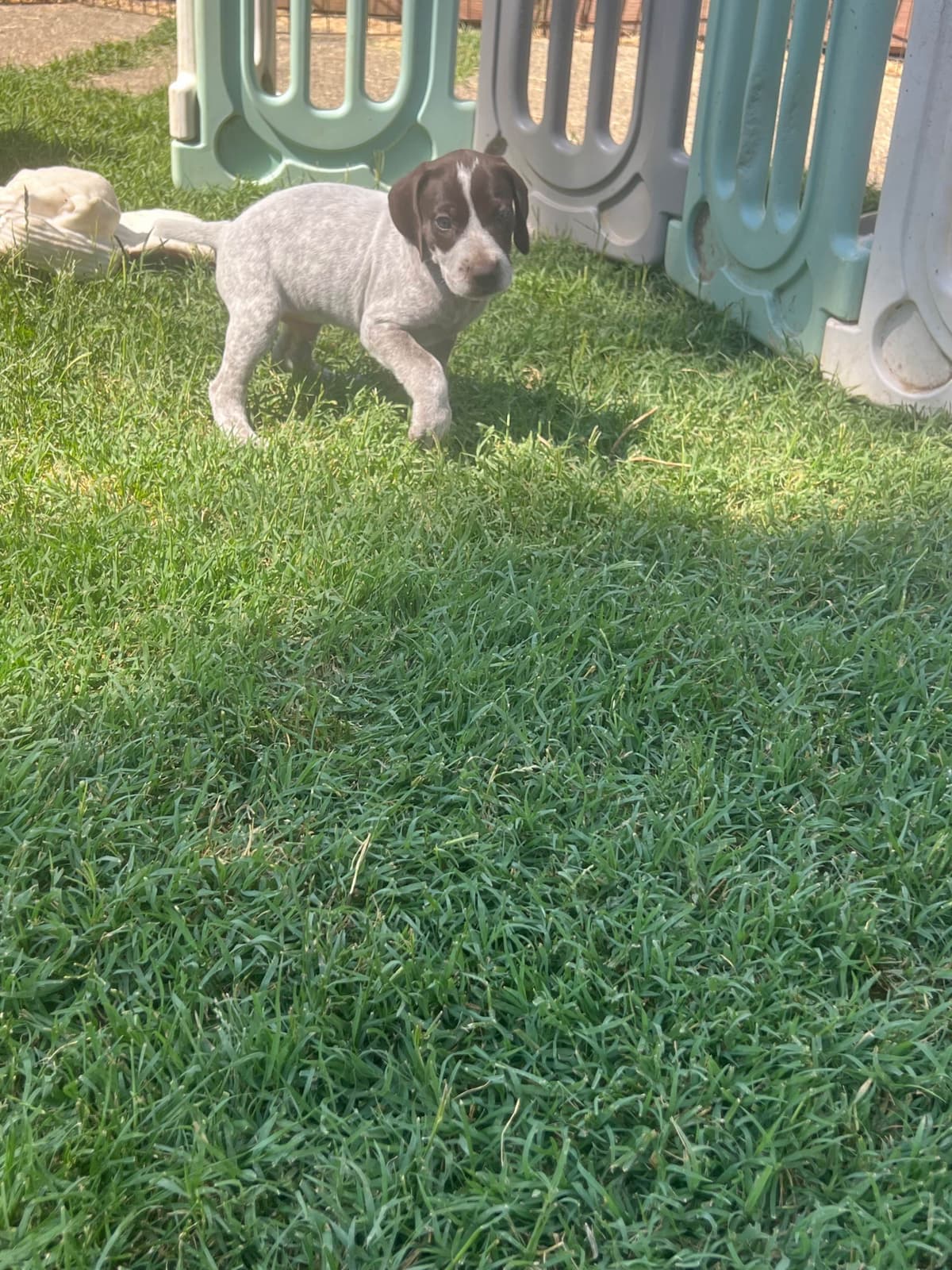 German Shorthaired Pointer Puppies breeder image 7
