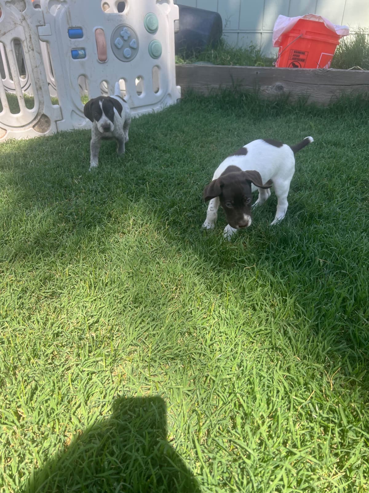German Shorthaired Pointer Puppies breeder image 8