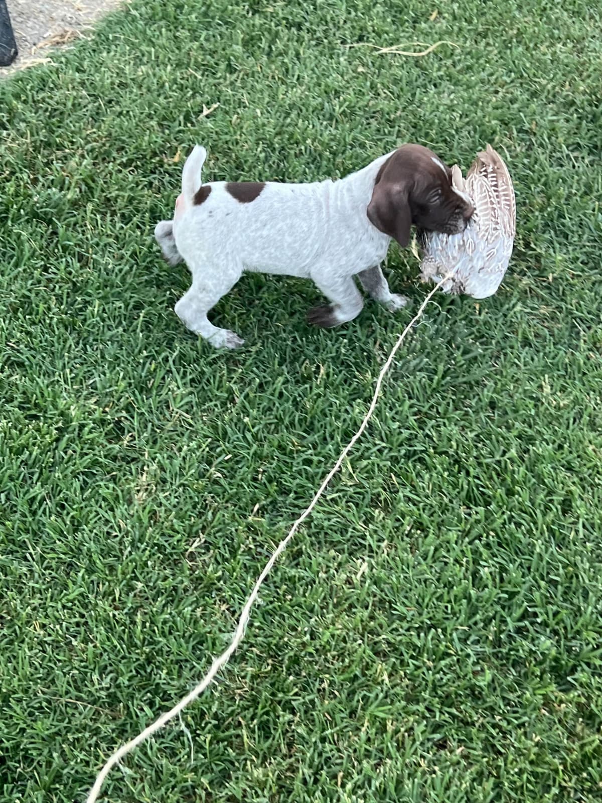 German Shorthaired Pointer Puppies breeder image 11