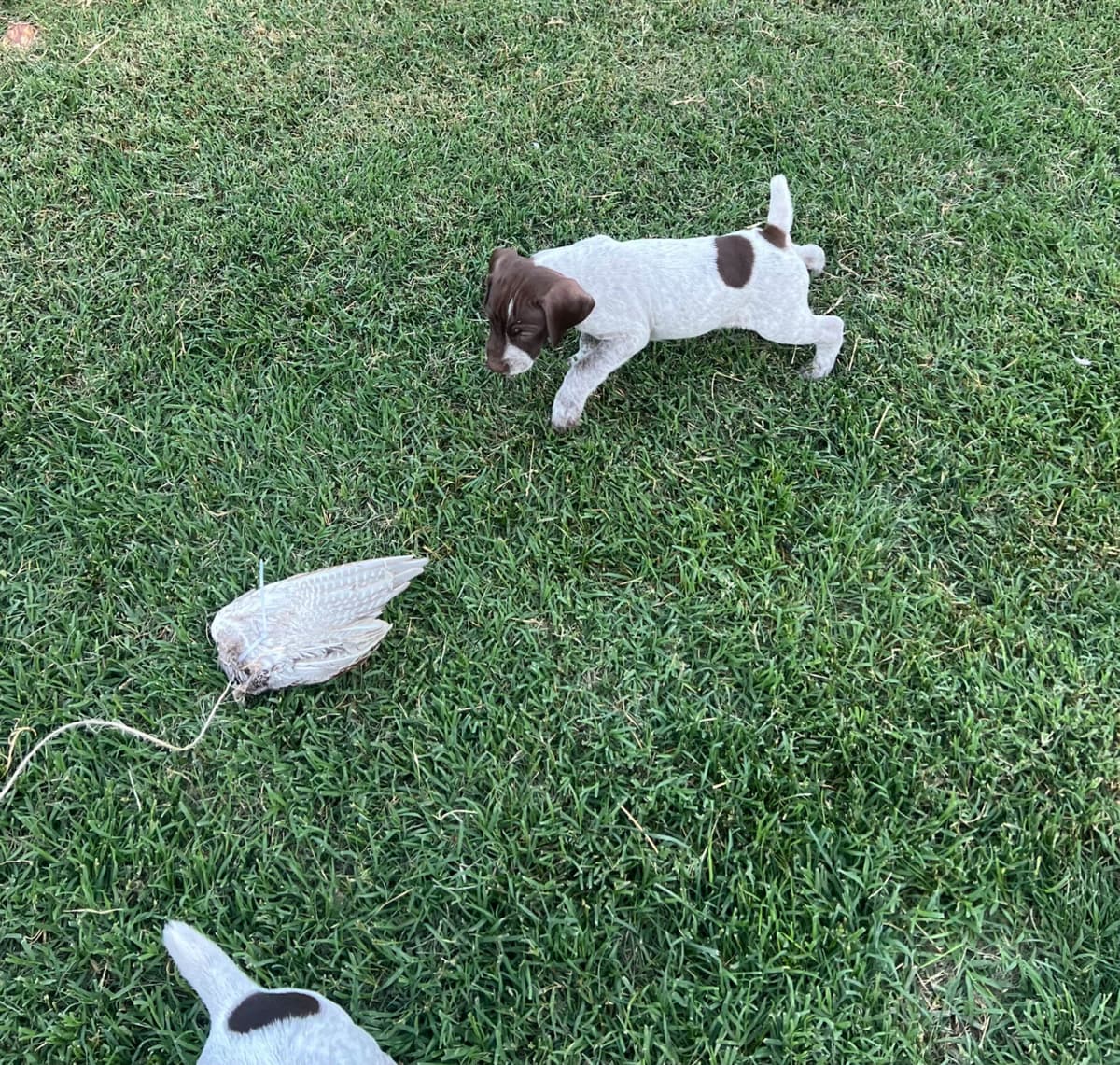 German Shorthaired Pointer Puppies breeder image 12