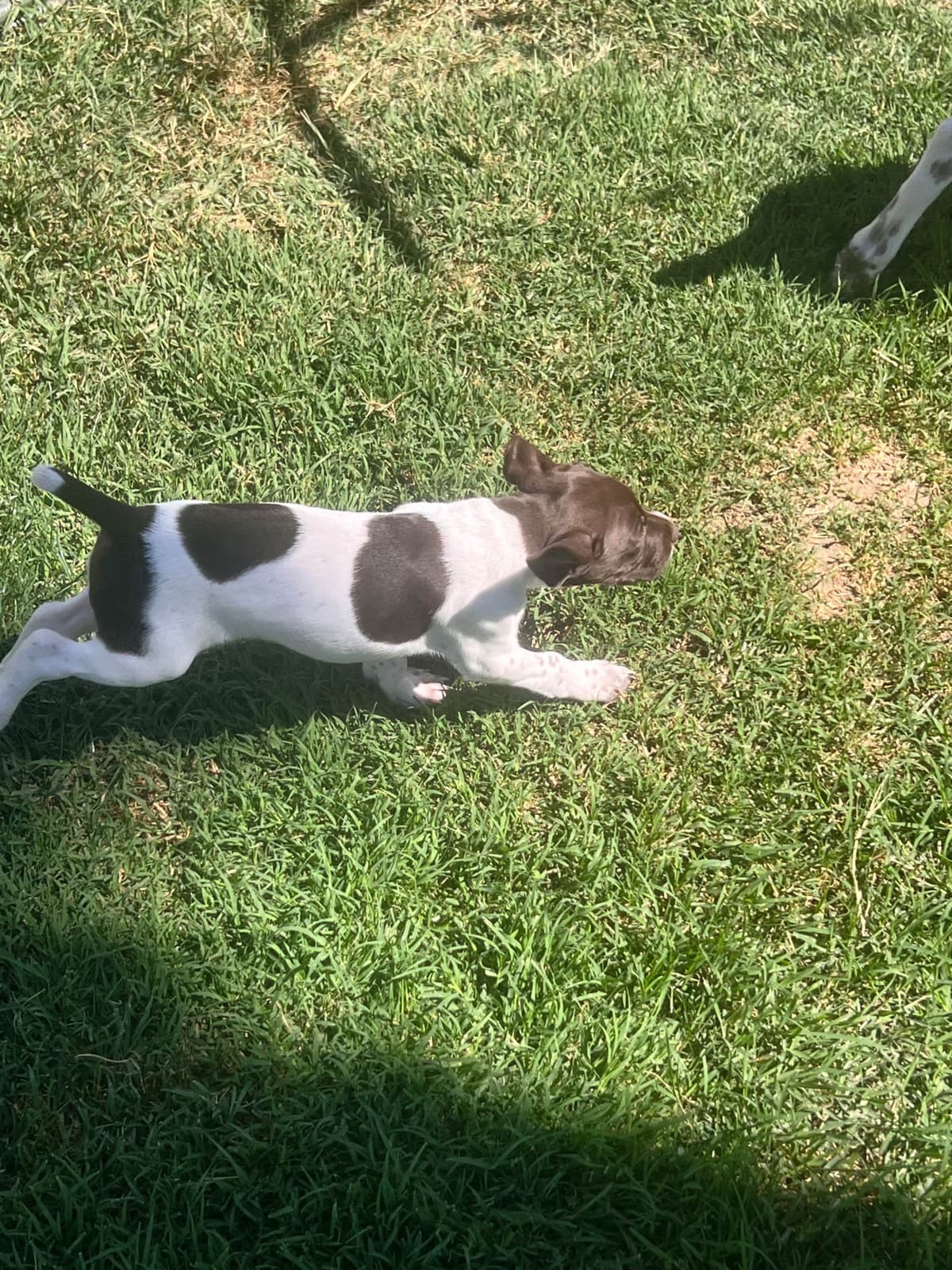 German Shorthaired Pointer Puppies breeder image 9