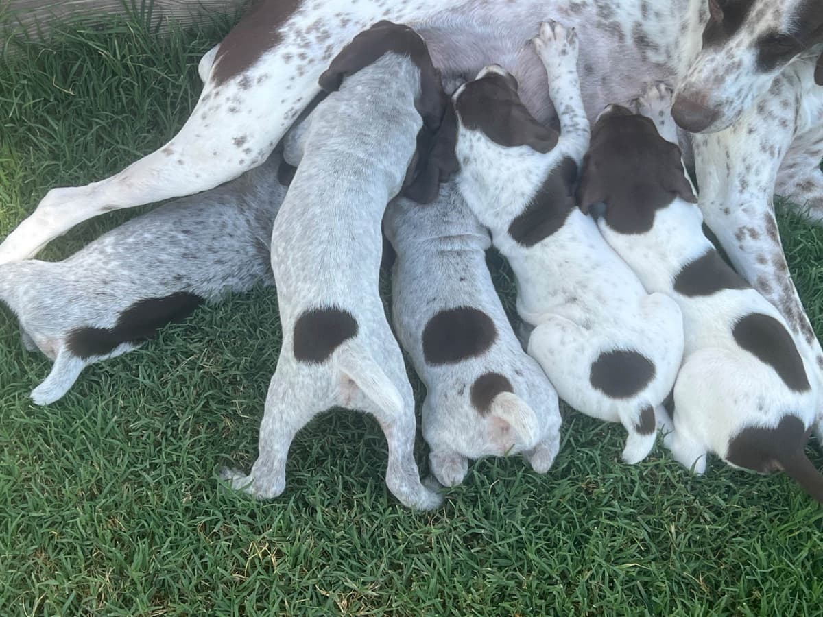 German Shorthaired Pointer Puppies breeder image 5