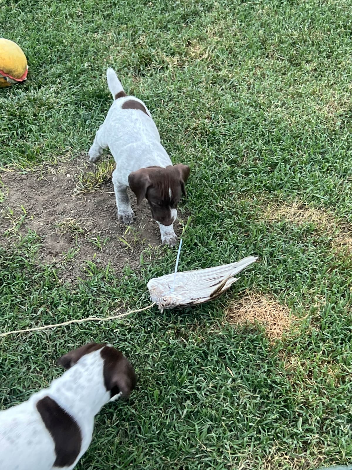 German Shorthaired Pointer Puppies breeder image 13