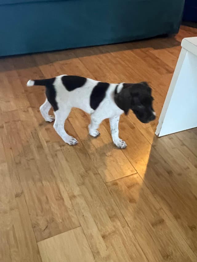 German Shorthaired Pointer Puppies media 6