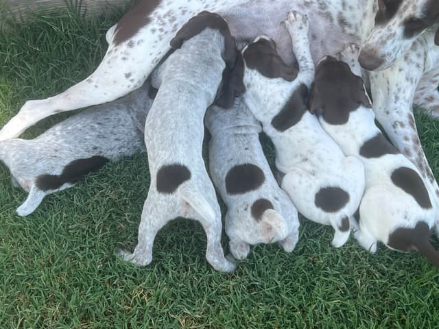 German Shorthaired Pointer Puppies media 17