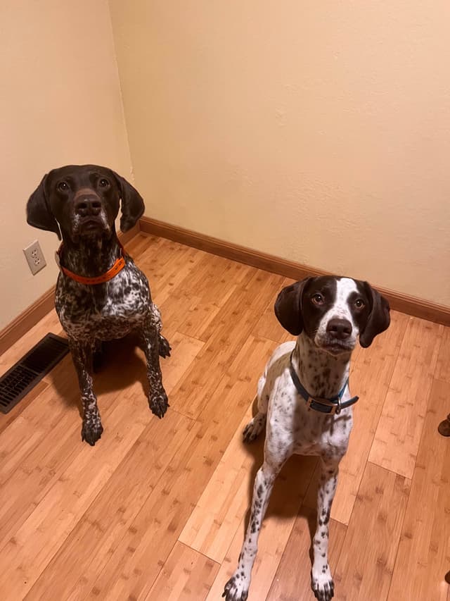 German Shorthaired Pointer Puppies media 19