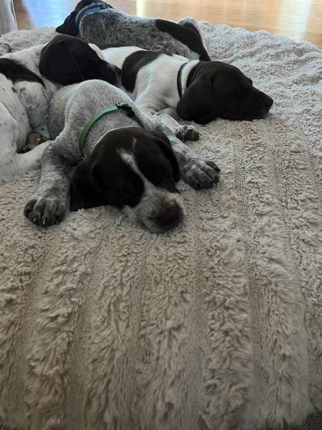 German Shorthaired Pointer Puppies media 4