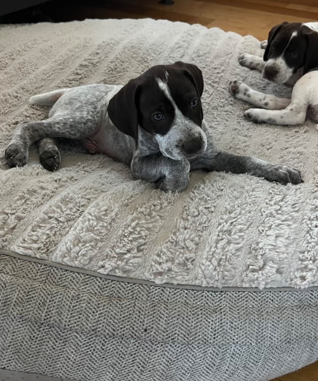 German Shorthaired Pointer Puppies media 2