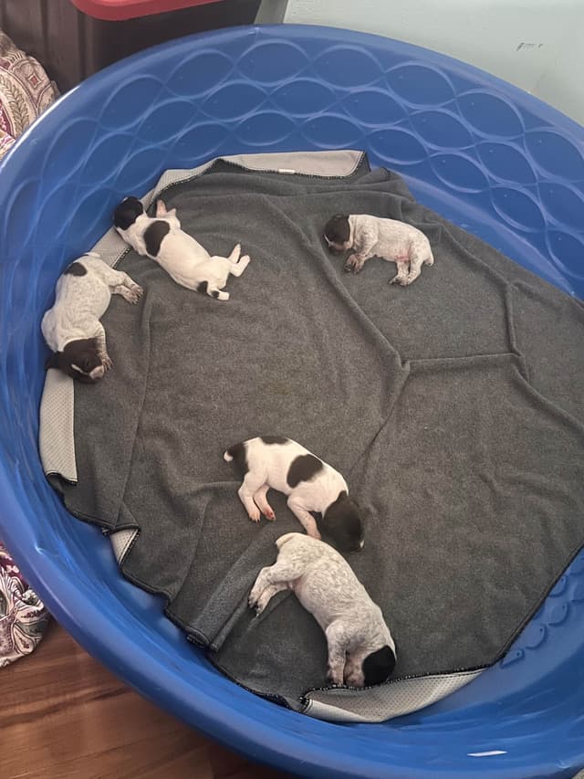 German Shorthaired Pointer Puppies media 18