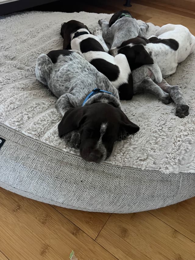 German Shorthaired Pointer Puppies media 5