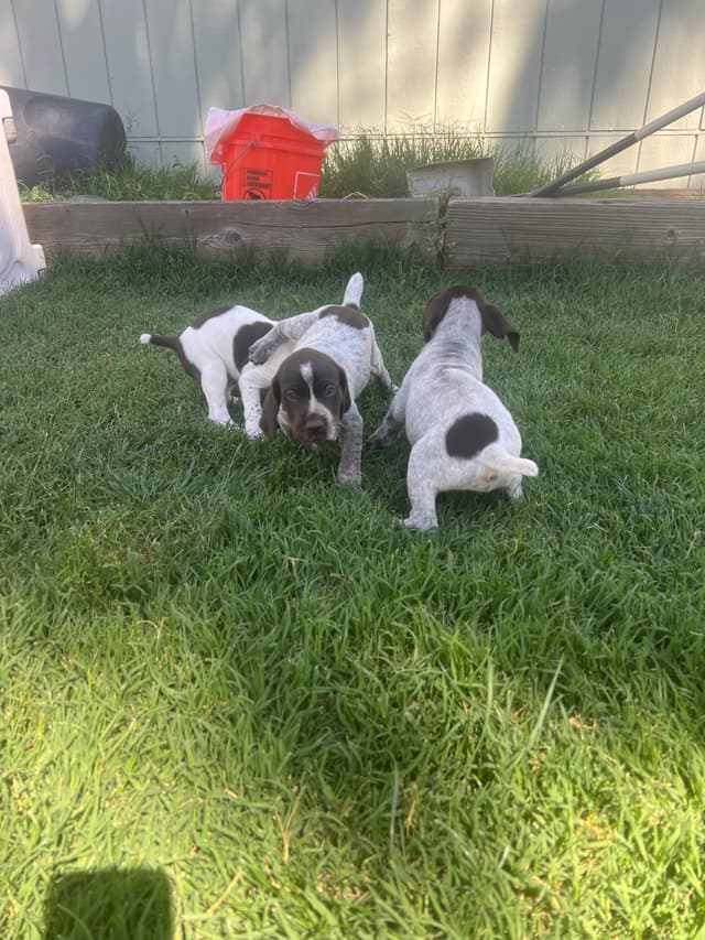 German Shorthaired Pointer Puppies media 13