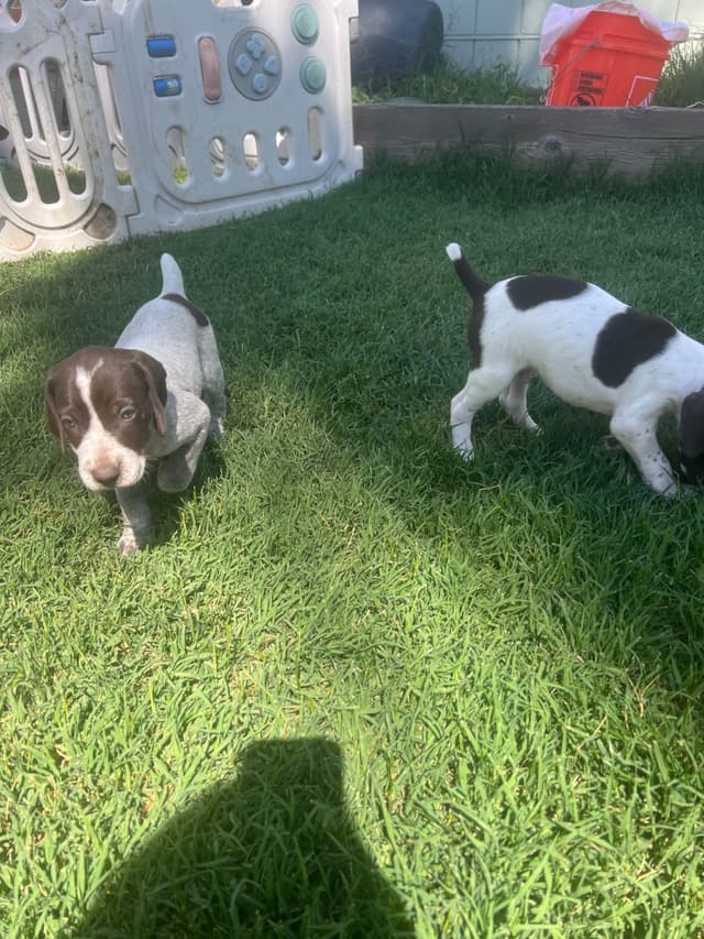 German Shorthaired Pointer Puppies media 14