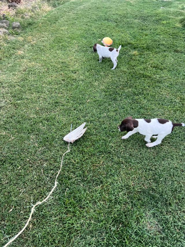 German Shorthaired Pointer Puppies media 7