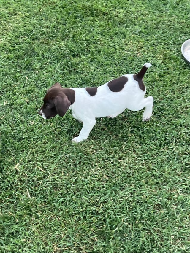 German Shorthaired Pointer Puppies media 15