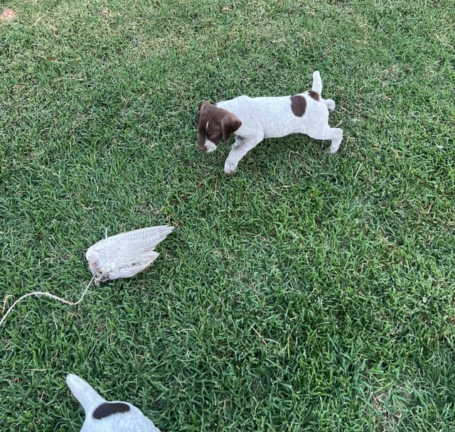 German Shorthaired Pointer Puppies media 11