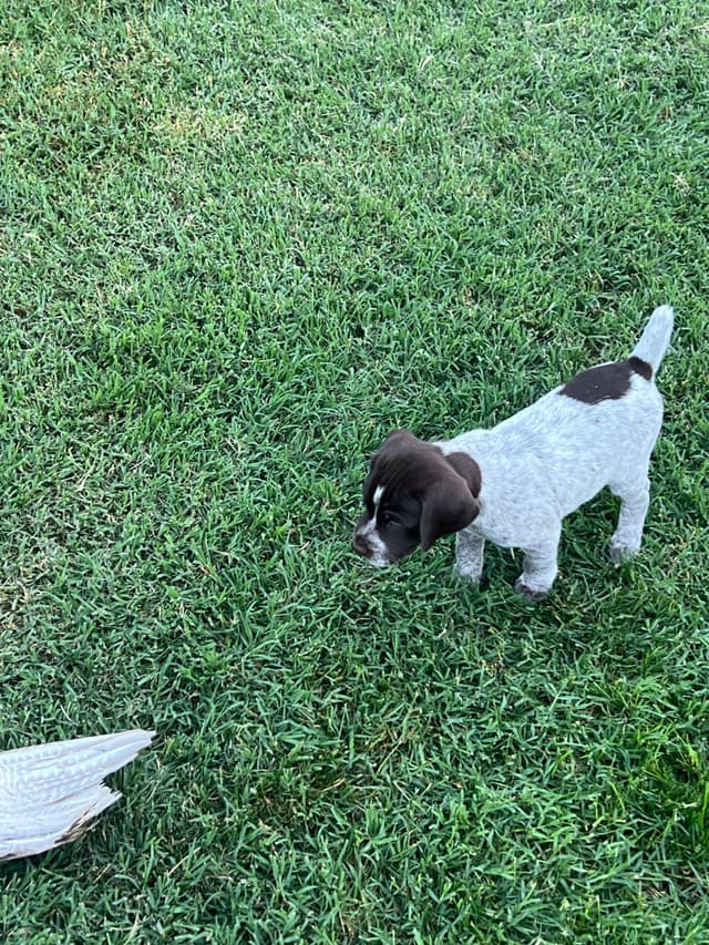 German Shorthaired Pointer Puppies media 9
