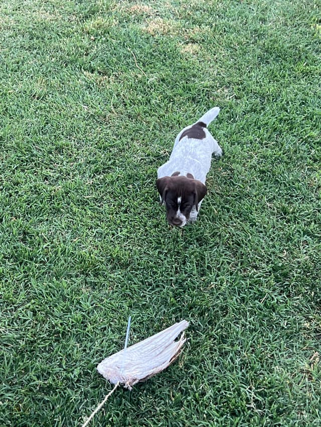 German Shorthaired Pointer Puppies media 10
