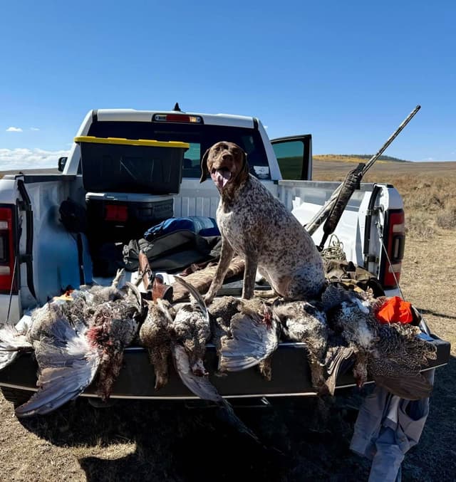 German Shorthaired Pointer Puppies media 20