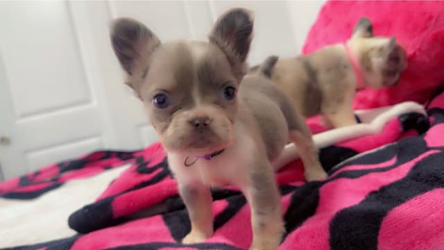 French Bulldog Puppies media 4