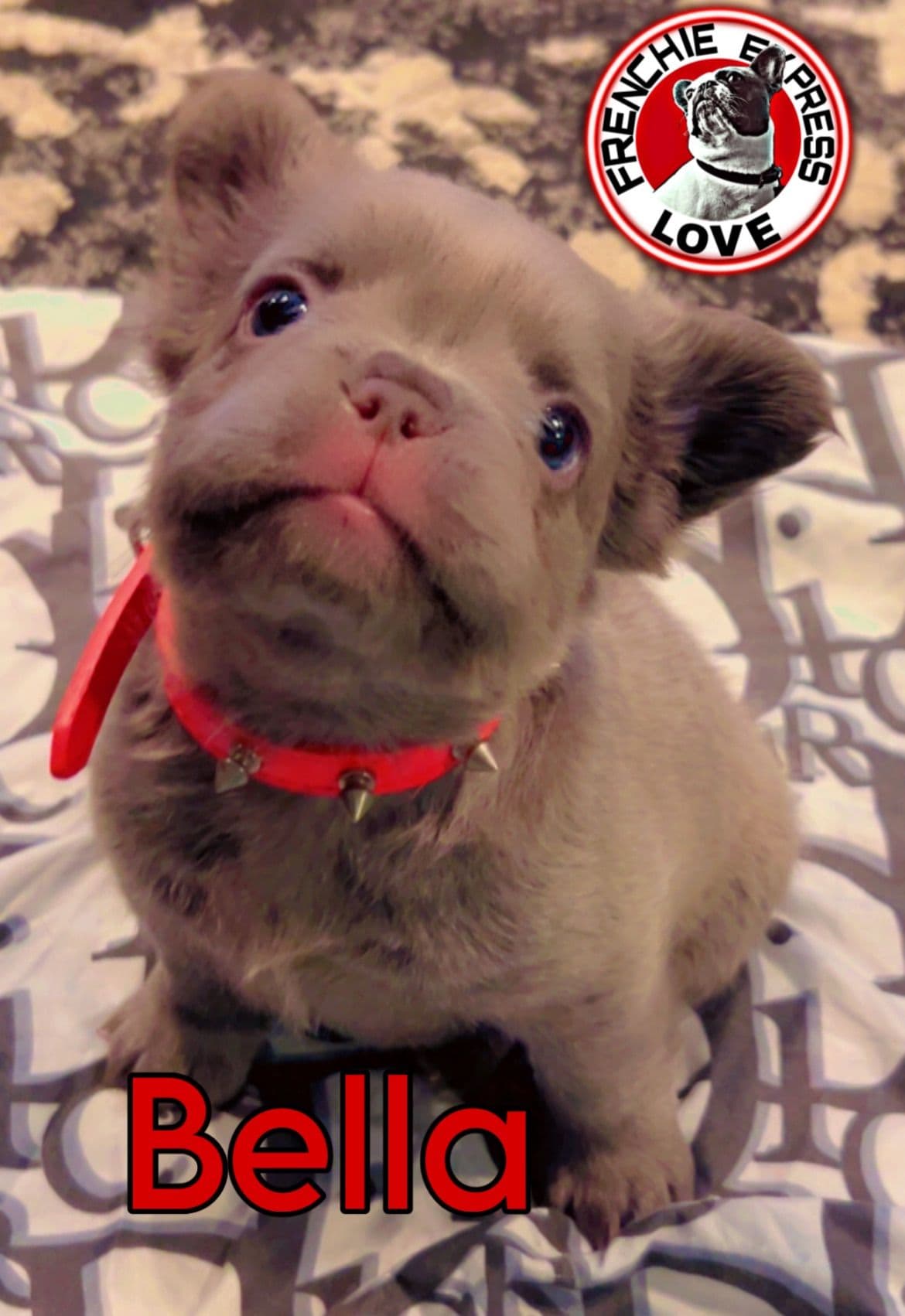 French Bulldog Puppies breeder image 1