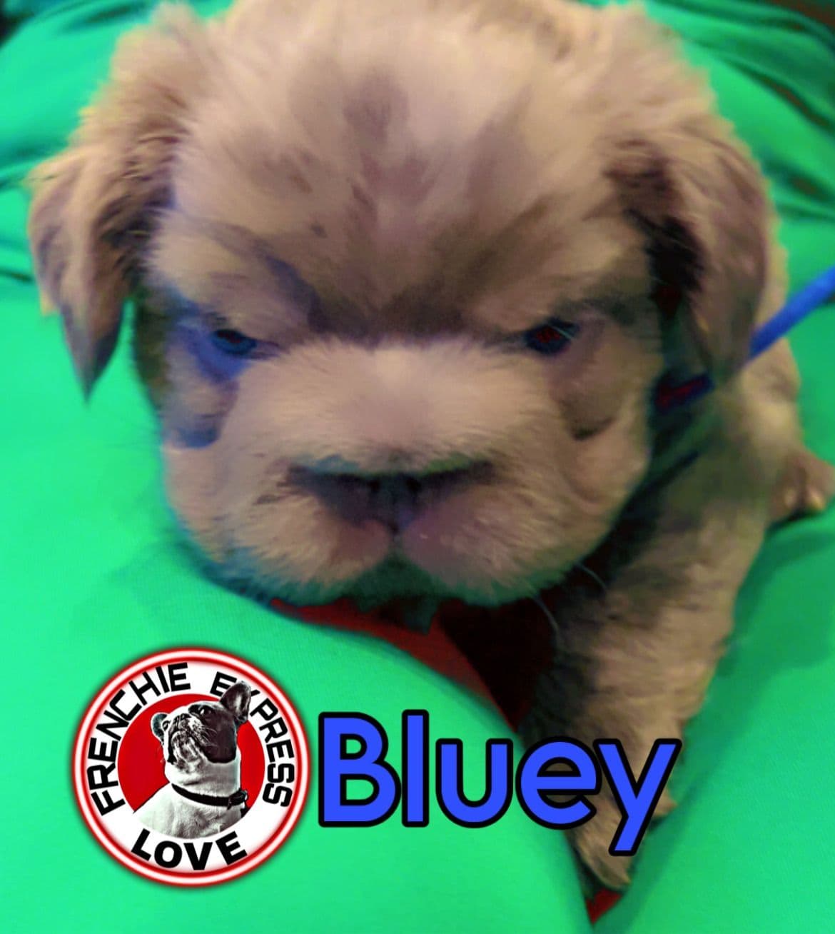 French Bulldog Puppies breeder image 2