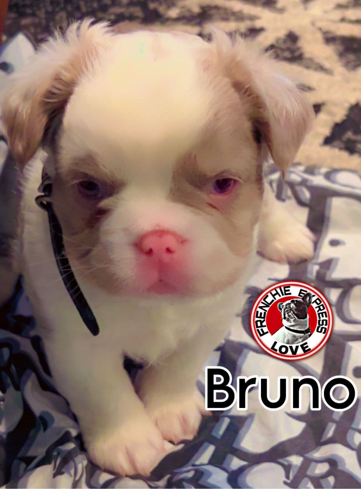 French Bulldog Puppies breeder image 3