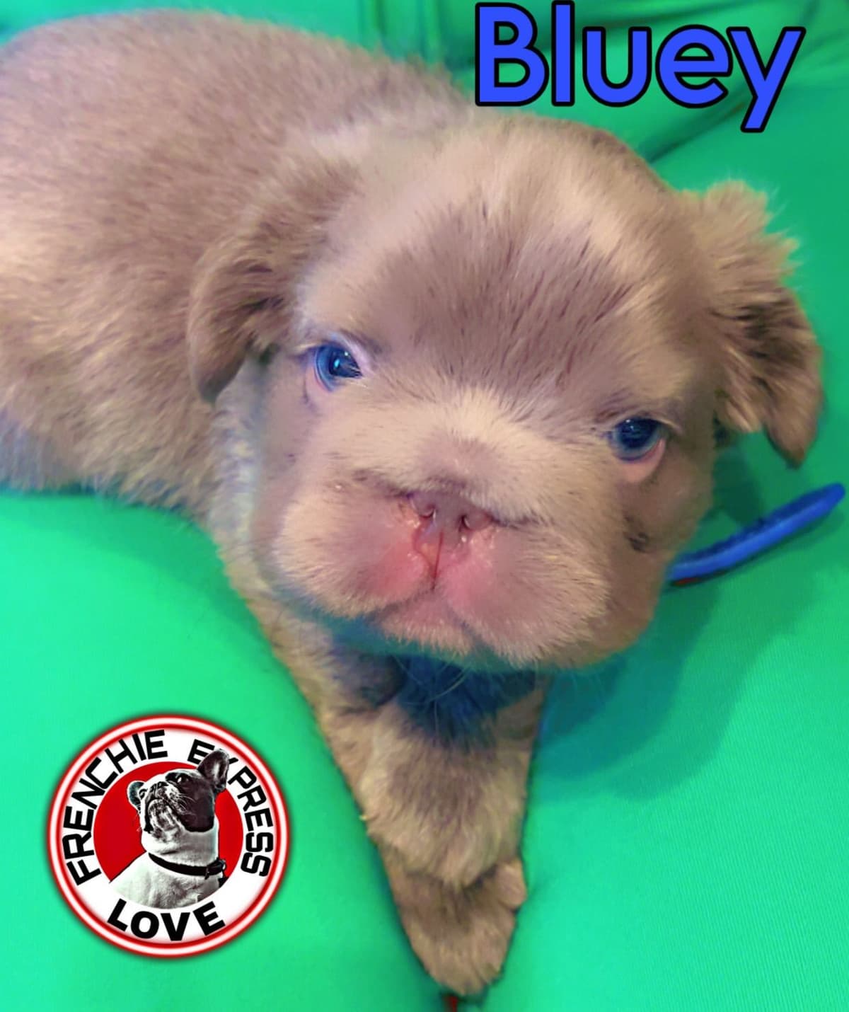 French Bulldog Puppies breeder image 4