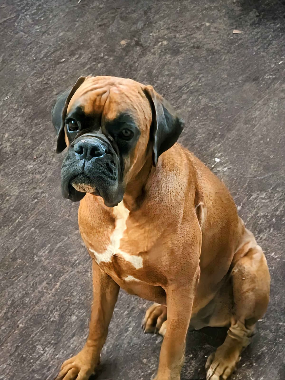 Boxer Puppies breeder image 2