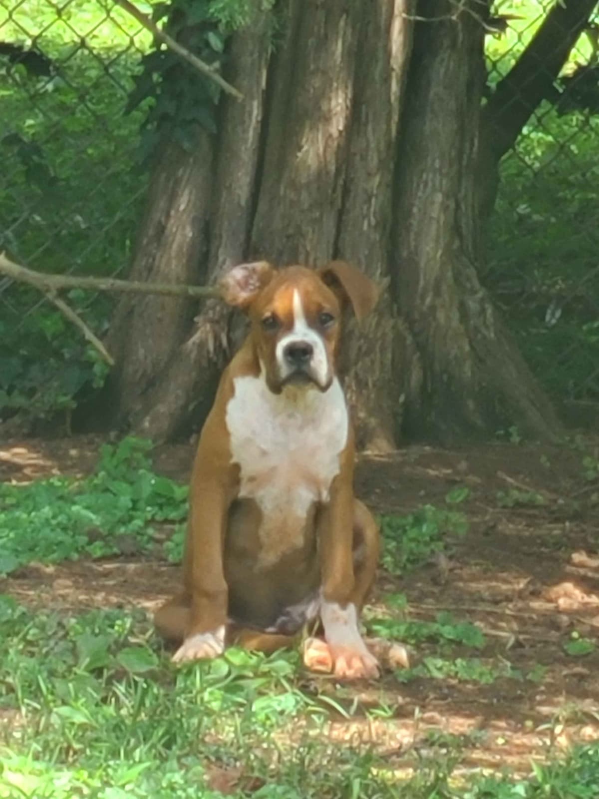 Boxer Puppies breeder image 4