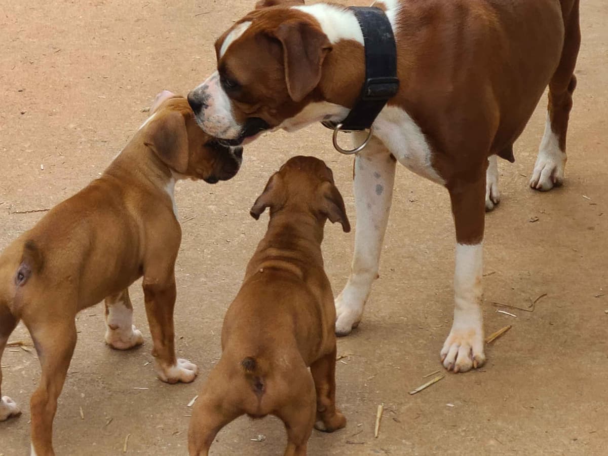 Boxer Puppies breeder image 5