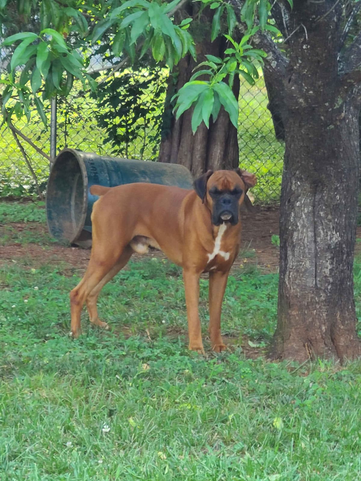 Boxer Puppies breeder image 6