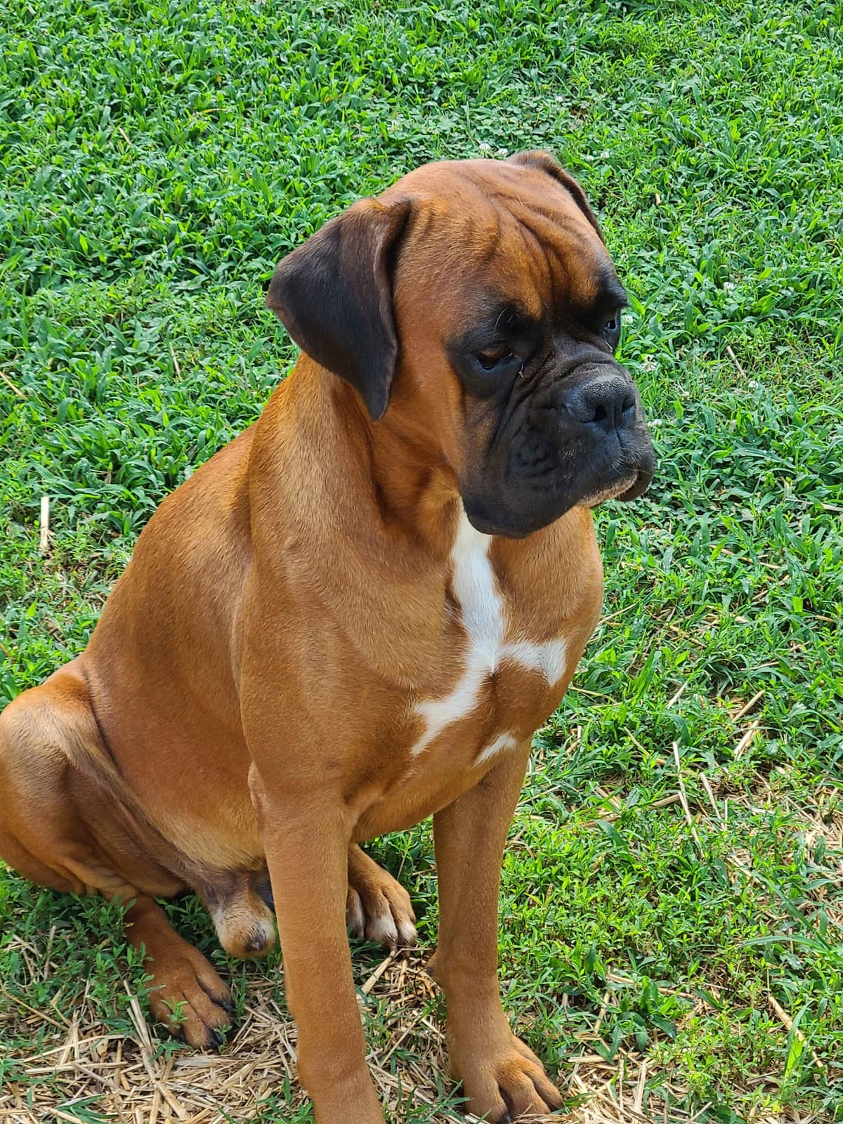 Boxer Puppies breeder image 7