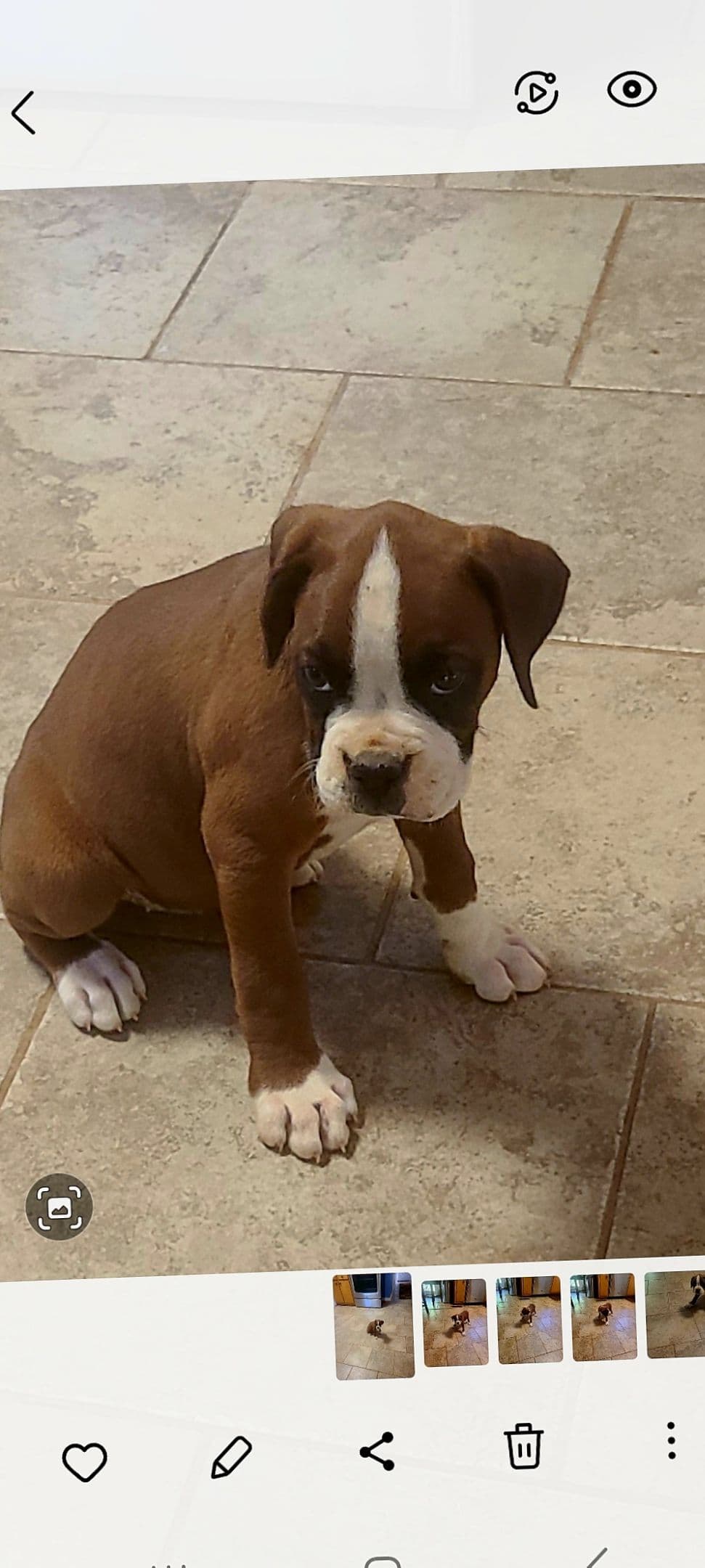 Boxer Puppies breeder image 8